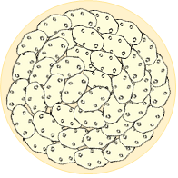 Façonnage tourte 1
